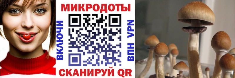 Купить где  Североморск  Псилоцибиновые грибы Psilocybine cubensis 